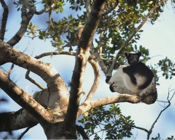 Khí hậu ôn hòa của đai cận nhiệt đới gió mùa trên núi