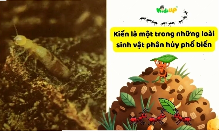 Kiến là một ví dụ về sinh vật ở tầng phân hủy trong chuỗi thức ăn