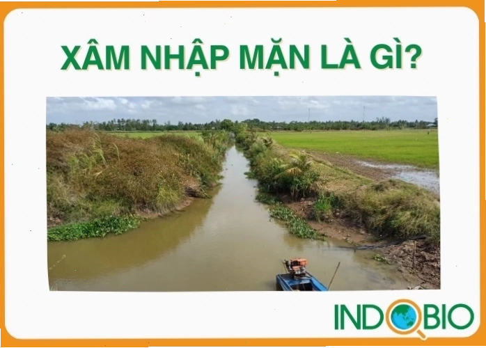 Minh họa hiện tượng xâm nhập mặn, nước mặn lan sâu vào đất liền
