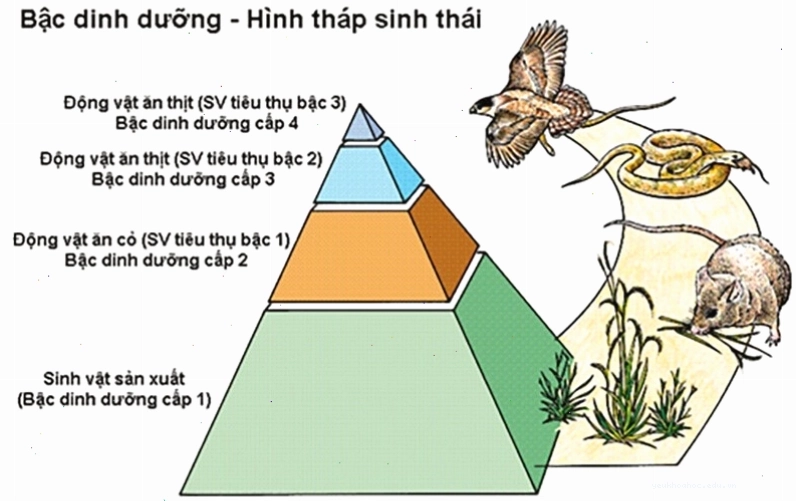 Minh họa mối quan hệ tương tác giữa các yếu tố vô sinh và sinh vật trong hệ sinh thái