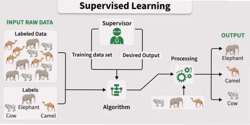 Minh họa thuật toán học có giám sát trong machine learning models