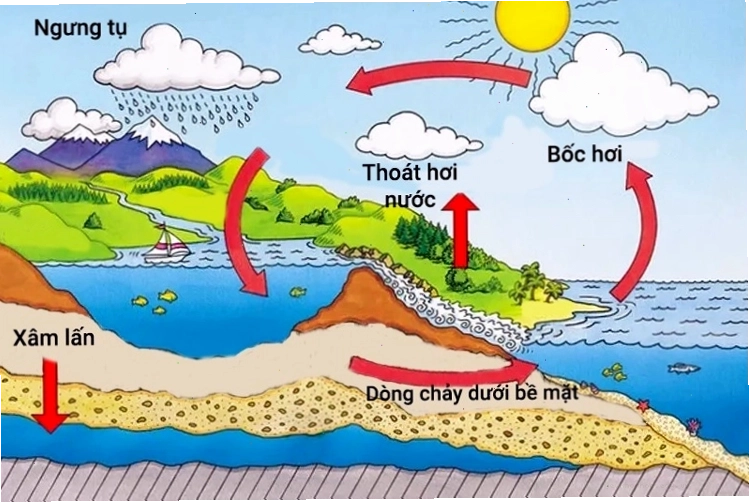 Minh họa trực quan vòng tuần hoàn của nước