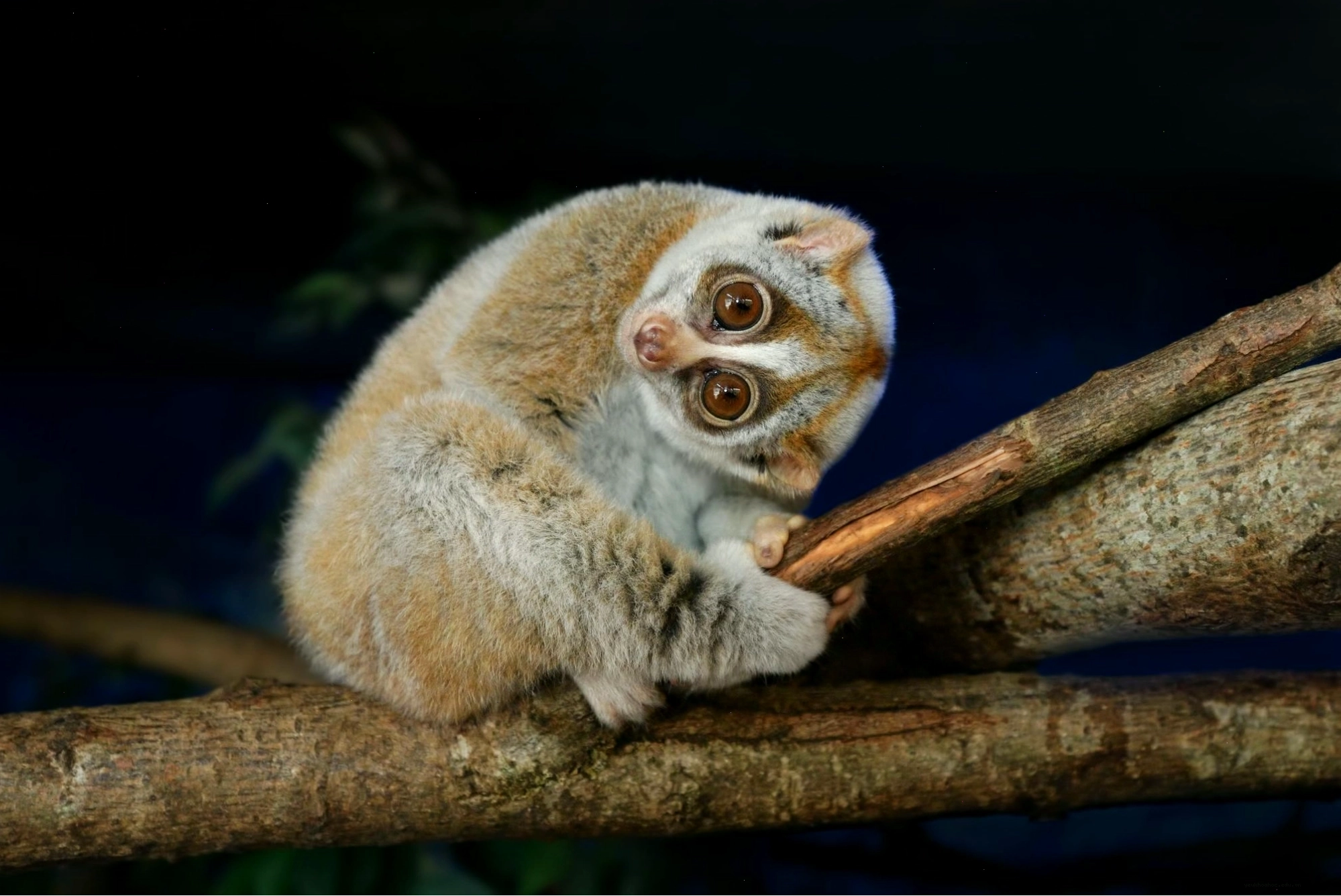 Một con voọc chậm (slow loris) trong môi trường sống tự nhiên tại Khao Sok