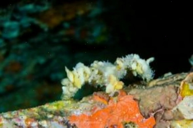 Một loài cua trang trí biển, thể hiện sự sáng tạo của tự nhiên trong marine life