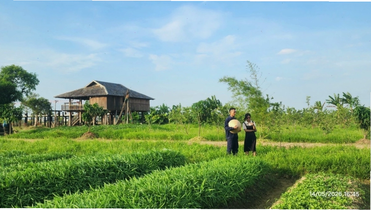 Nông nghiệp hữu cơ - Căn cốt kiến tạo môi trường sống bền vững, nhấn mạnh mối liên hệ giữa cây xanh và sự phát triển bền vững