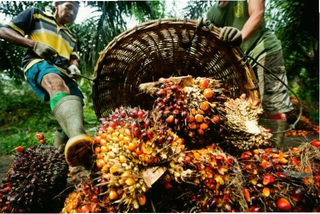 Quả cọ sau khi thu hoạch được tập kết để cân trọng lượng