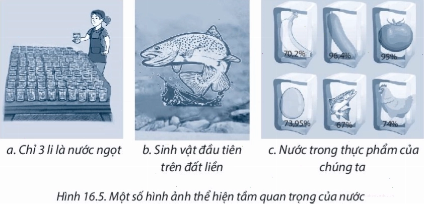 Quá trình bay hơi và thoát hơi nước diễn ra mạnh mẽ dưới ánh nắng mặt trời
