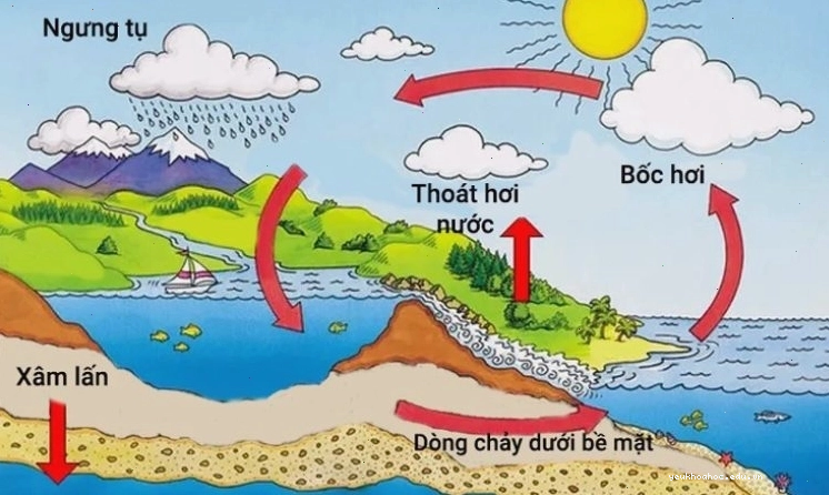 Sơ đồ vòng tuần hoàn nước thể hiện dòng chảy và thấm nước