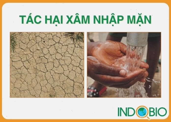 Tác hại của xâm nhập mặn đối với nguồn nước và đất đai