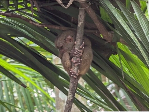 Tarsier Philippines (Carlito syrichta) trong rừng nhiệt đới