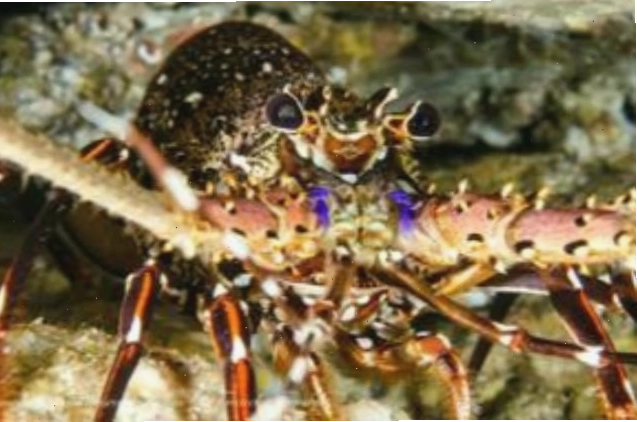 Tôm hùm sống trong môi trường tự nhiên, minh họa cho sự đa dạng của các loài giáp xác marine life