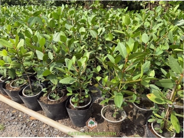 Trái bần ổi chín rụng xuống đất