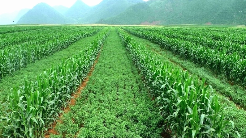 Trồng xen canh ngô và đậu để chống xói mòn đất