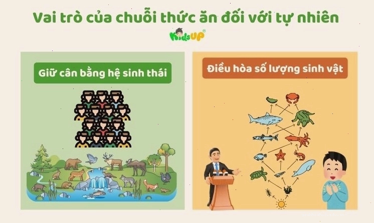 Vai trò của chuỗi thức ăn trong việc duy trì sự cân bằng sinh thái