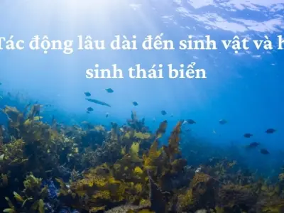 Tác động lâu dài của axit hóa đại dương đến môi trường biển