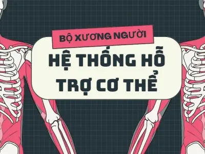 Vai trò của xương - Vì sao chúng ta có bộ xương?