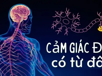 Vì sao chúng ta cảm thấy đau? Khoa học thần kinh dễ hiểu