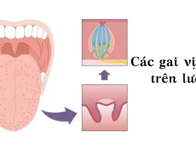 Vì sao chúng ta có lưỡi? Các nụ vị giác trên lưỡi