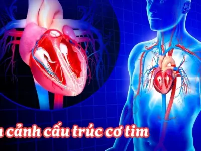Cách nút xoang nhĩ hoạt động - Cơ chế vì sao tim đập nhanh