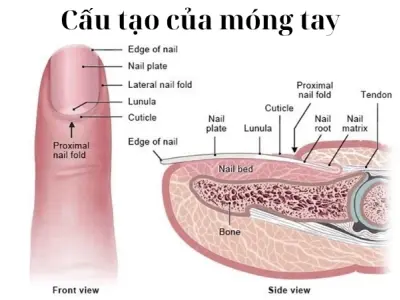 Vì sao chúng ta có móng tay? Cấu tạo của móng tay