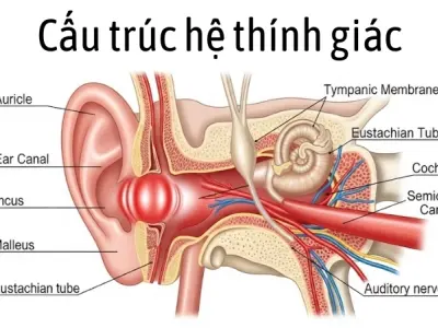 Vì sao chúng ta có thể bị viêm tai? Các tác nhân vi khuẩn