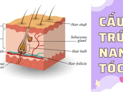 Vì sao tóc mọc dài? Quá trình hoạt động của nang tóc