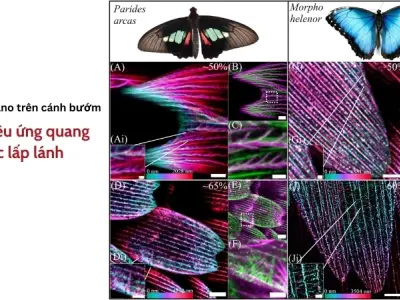 Cánh bướm tạo ra màu sắc như thế nào? Lý giải vì sao bướm có cánh màu