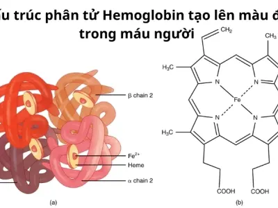 Vì sao máu có màu đỏ? Huyết sắc tố Hemoglobin