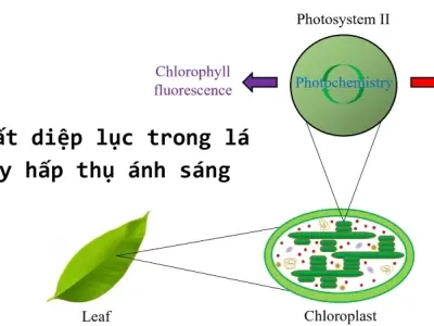 Vì sao lá cây hút ánh sáng - Cỗ máy quang hợp diệu kỳ