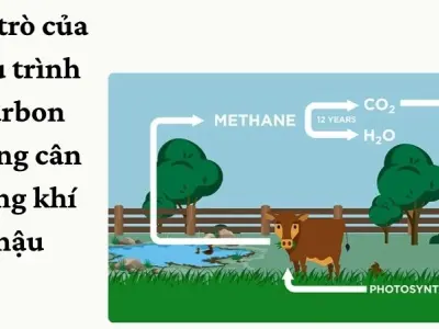 Chu trình carbon ảnh hưởng như thế nào đến biến đổi khí hậu