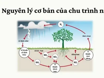 Giải thích chu trình nitơ theo nghiên cứu khoa học Trái Đất