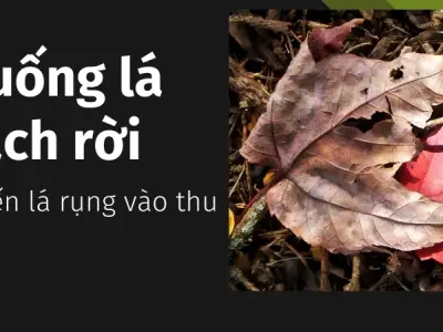 Vì sao lá cây rơi vào mùa thu? Sự ngủ đông của cây