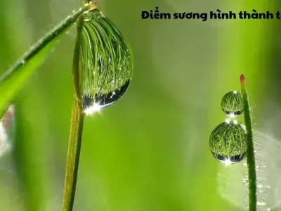 Vì sao sương đọng trên cỏ? Sự hình thành của sương