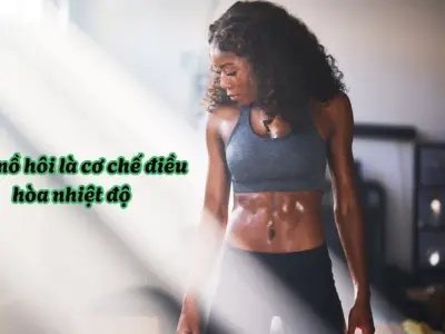 Vì sao chúng ta đổ mồ hôi? Hệ thống làm mát sinh học