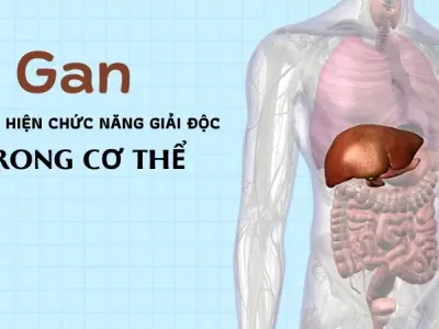 Vì sao chúng ta có thể có gan? Cách gan hỗ trợ tiêu hóa