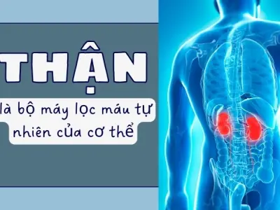 Vì sao chúng ta có thể có thận? Nhà máy lọc máu của cơ thể