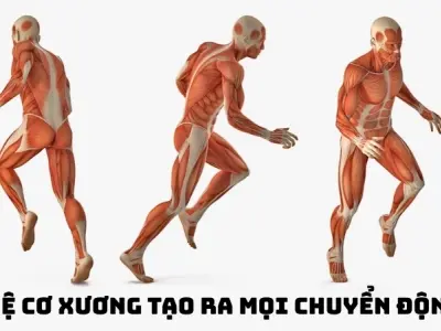 Vì sao chúng ta có cơ bắp? Vai trò và cơ chế hoạt động