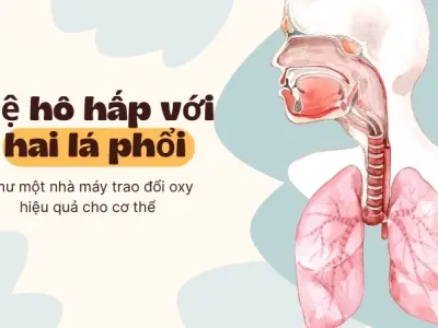Vì sao chúng ta có hai phổi? Quá trình trao đổi oxy