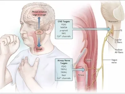 Vì sao chúng ta ho? Phân biệt các kiểu ho