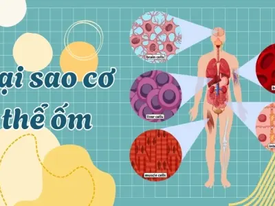 Vì sao chúng ta bị sốt? Cơ chế sinh học khi cơ thể chống bệnh