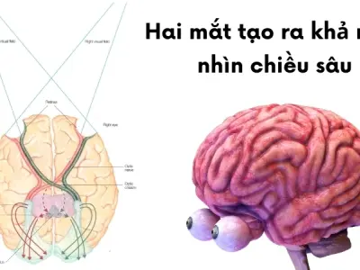 Vì sao chúng ta có hai mắt? Tầm nhìn 3D của não