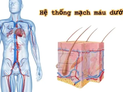 Vì sao chúng ta có da? Toàn bộ 3 lớp của da và chức năng với cơ thể