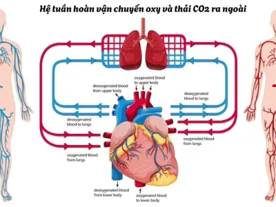 Vì sao chúng ta cần thở? Toàn bộ về hệ hô hấp của con người