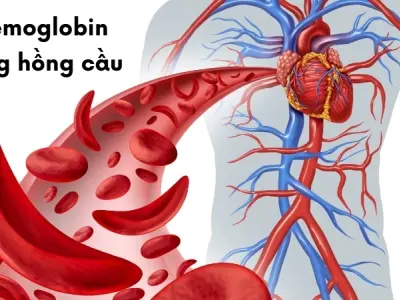 Vì sao chúng ta có máu? Chức năng vận chuyển oxy