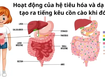 Vì sao chúng ta đói? Tín hiệu từ dạ dày đến não