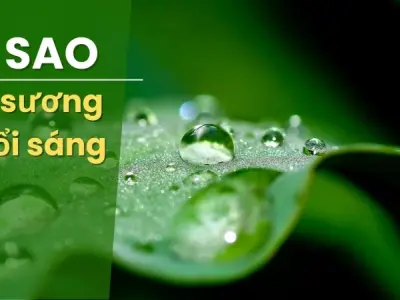 Phân biệt sương và sương mù - Vì sao có sương buổi sáng?