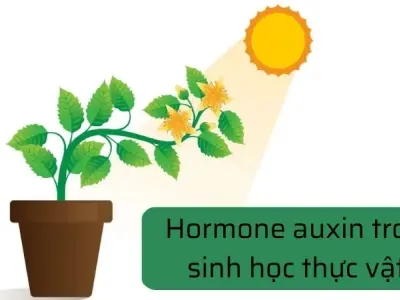 Tế bào và hormone - Những nhân tố quyết định vì sao cây cao lớn được