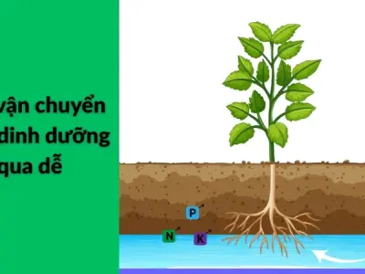 Vì sao cây cần nước để sống? Giải thích cơ chế tế bào đơn giản