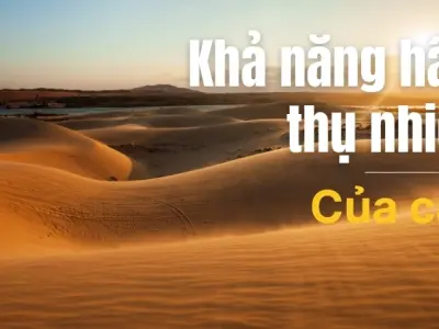 Vì sao cát nóng vào ban ngày? Nhiệt dung riêng của cát