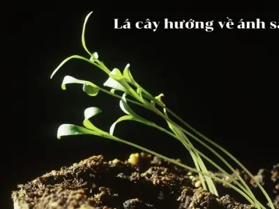 Hiện tượng quang hướng động - Vì sao cây mọc hướng về ánh sáng